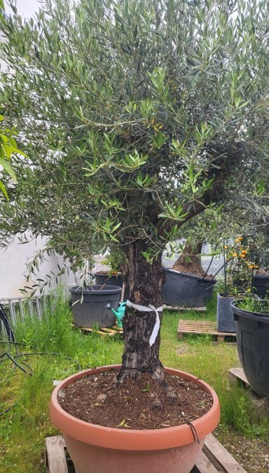 Olea Old Skin ab € 600,-